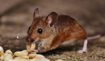 specialized-reptile-and-amphibian-enclosure-pest-management Experts in Sandy Hook